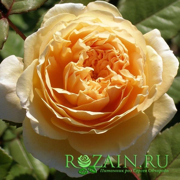 Розы Купить В Питомниках Московской Области