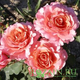 Алибаба саженец роз группы Плетистые