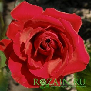 Амадеус саженец роз группы Плетистые