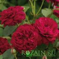 Дарси Бассел саженец роз группы Серия «Романтика» (Д. Остин)