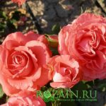 Гримпант Ди Ди Бриджуотер саженец роз группы Плетистые
