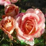 Эйбраш саженец роз группы Флорибунда