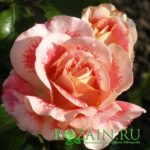 Эйбраш саженец роз группы Флорибунда