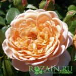 Элизабет Стюарт саженец роз группы Шрабы (парковые)