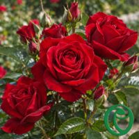 Фиренце саженец роз группы Флорибунда