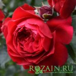 Флорентина саженец роз группы Плетистые