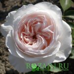 Герцогиня Кристина саженец роз группы Флорибунда