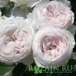 Герцогиня Кристина саженец роз группы Флорибунда