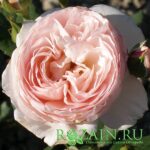 Херитедж саженец роз группы Серия «Романтика» (Д. Остин)