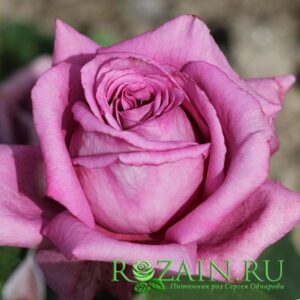 Клод Брассер саженец роз группы Чайно-гибридные