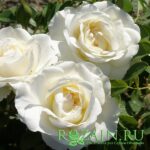 Космос саженец роз группы Флорибунда
