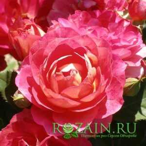 Лес Потес де Бедрос саженец роз группы Шрабы (парковые)