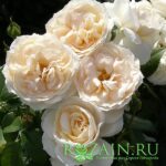 Лионс Розе саженец роз группы Флорибунда