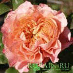 Микото — изображение 2
