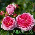 Модерн Арт саженец роз группы Шрабы (парковые)