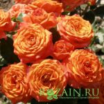 Оранж Беби саженец роз группы Флорибунда