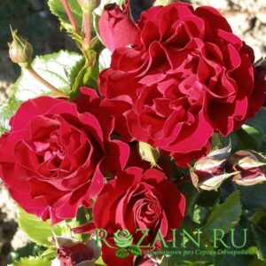 Пейсли Эбби саженец роз группы Шрабы (парковые)