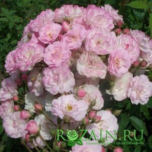 Петит де Терра Франш саженец роз группы Мускусные гибриды