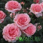 Поэтри саженец роз группы Флорибунда
