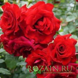 Ротер Драх саженец роз группы Флорибунда