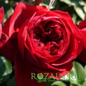 Роткэппхен саженец роз группы Флорибунда