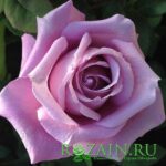 Шарль де Голь саженец роз группы Чайно-гибридные