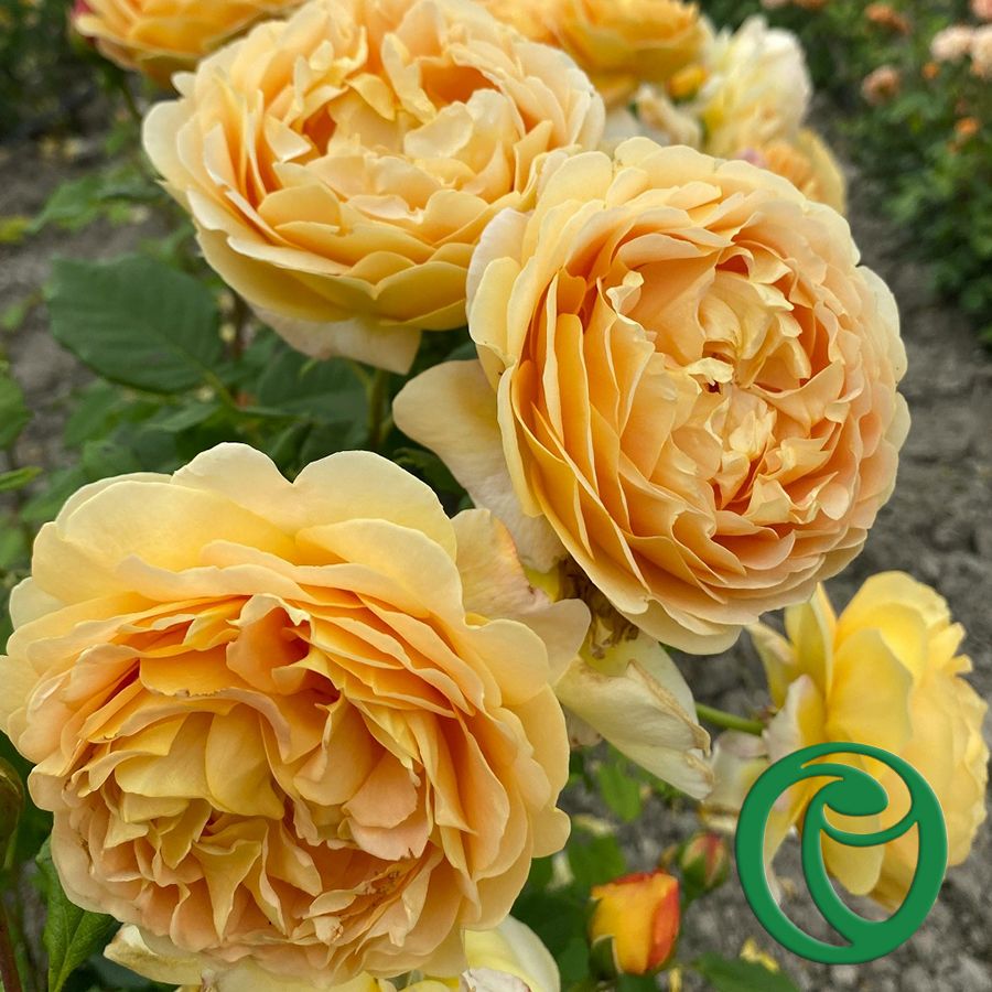 Розы Овчарова