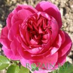 Соул саженец роз группы Шрабы (парковые)