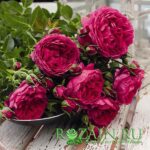 Соул саженец роз группы Шрабы (парковые)