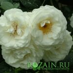 Вайсе Вольке саженец роз группы Шрабы (парковые)