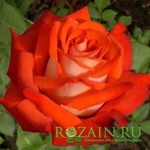 Верано саженец роз группы Чайно-гибридные