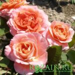 Жеф л Артист саженец роз группы Шрабы (парковые)